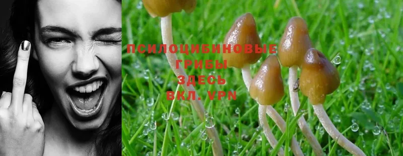 Псилоцибиновые грибы Magic Shrooms  Пикалёво 